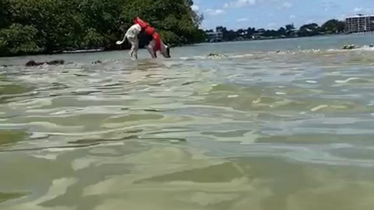 WhatsApp Video 2020-05-25 at 9.27.04 PM